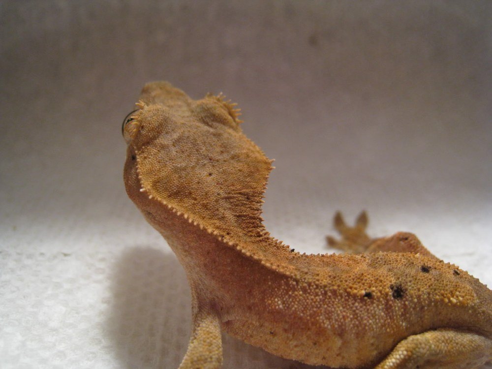 Crested Gecko AG-005