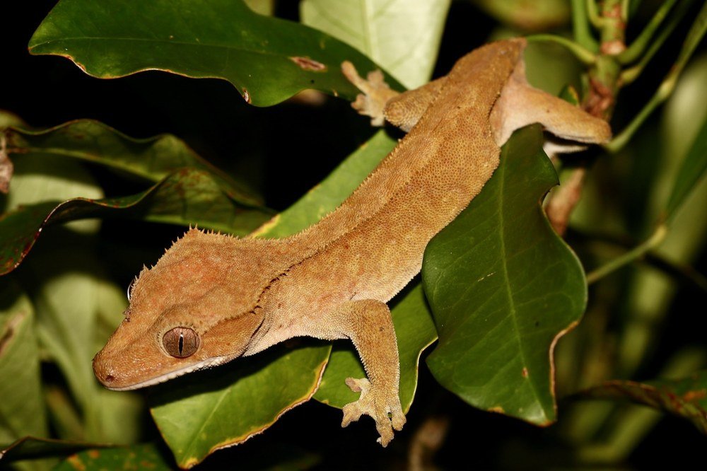 Crested Gecko AG-002