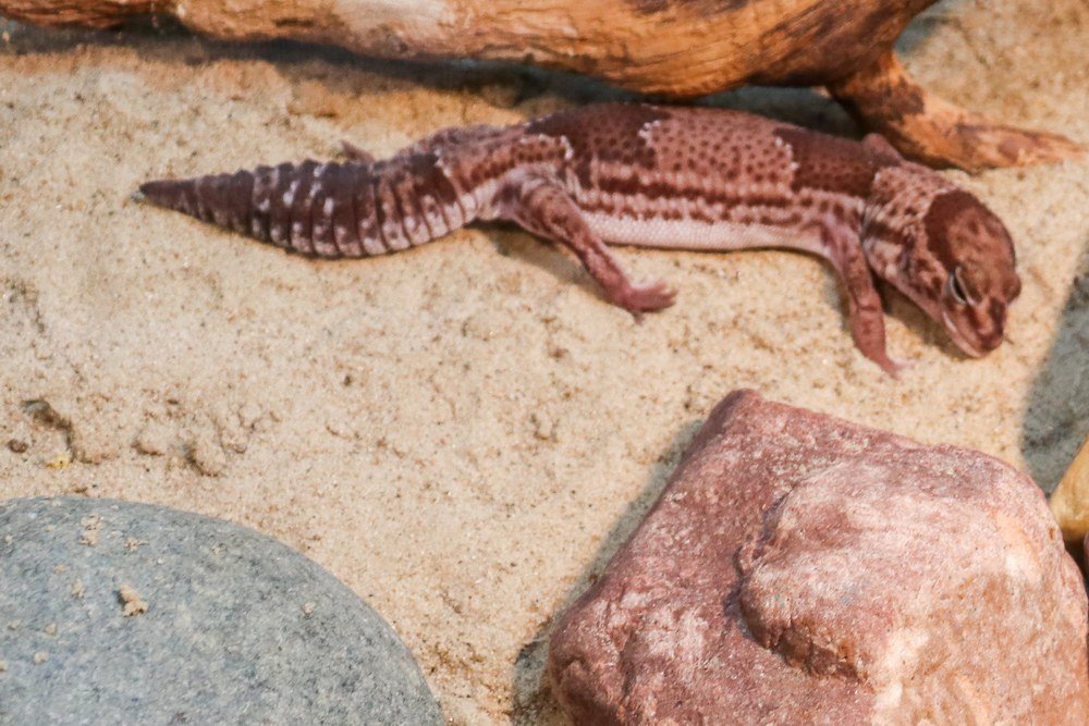 African Fat-tailed Gecko AG-003