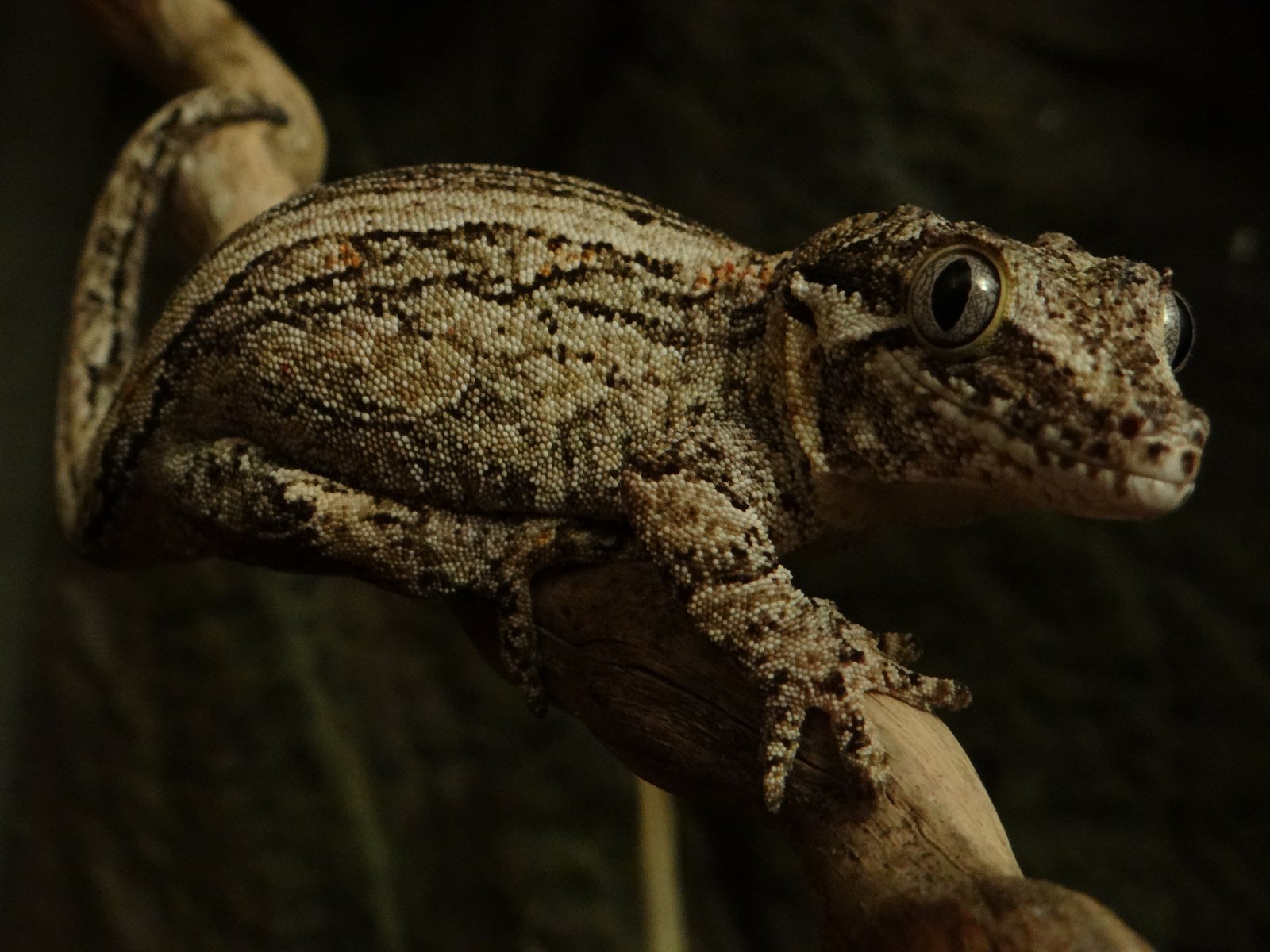 Gargoyle Gecko AG-016