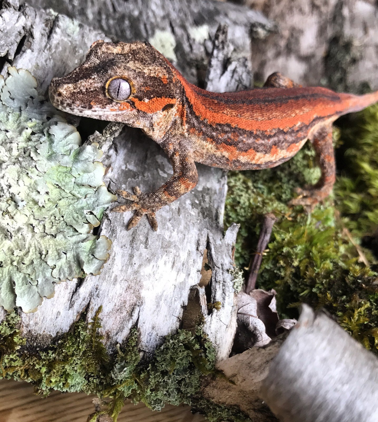 Gargoyle Gecko AG-011