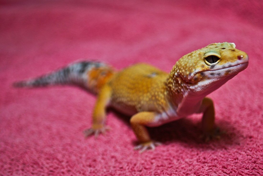 Leopard Gecko AG-004