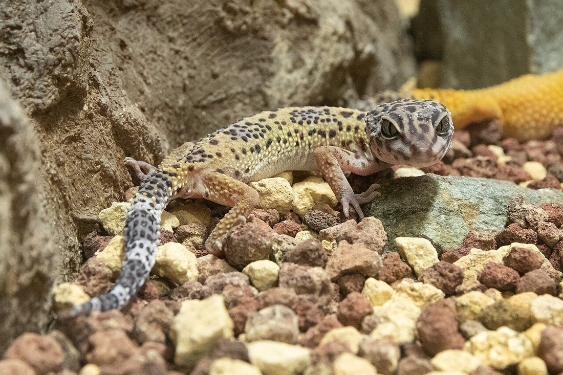 Leopard Gecko AG-006