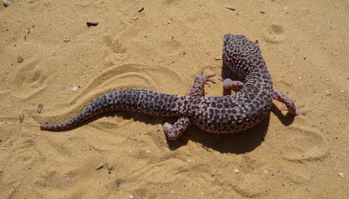 Leopard Gecko AG-001
