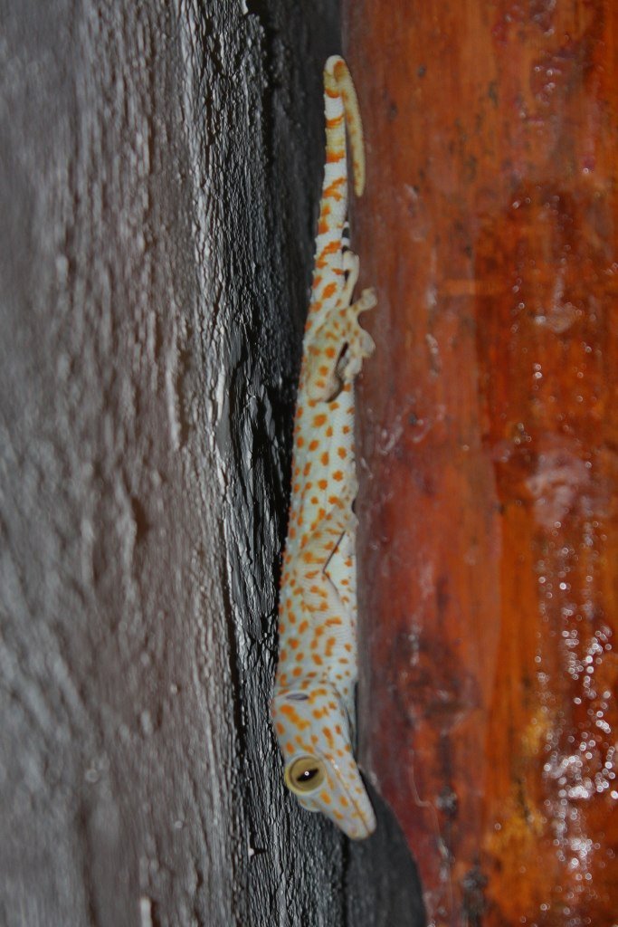 Tokay Gecko AG-015