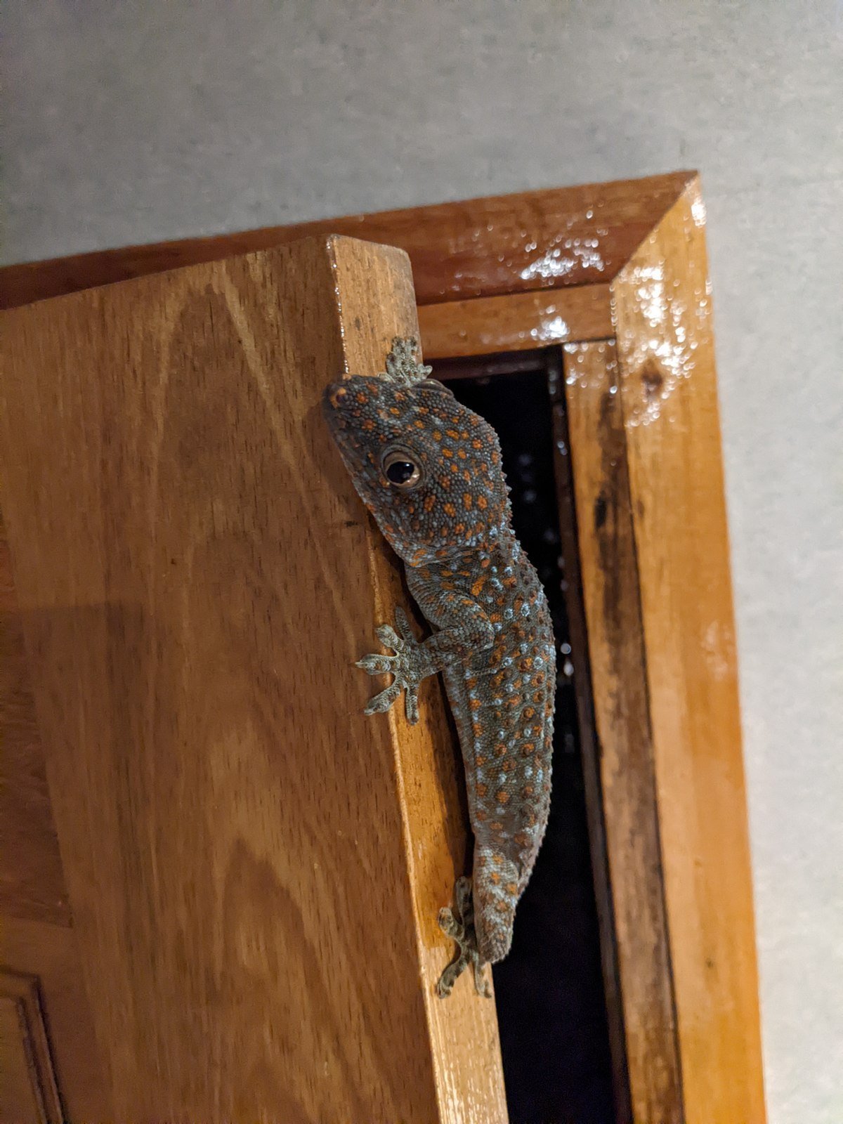 Tokay Gecko AG-010