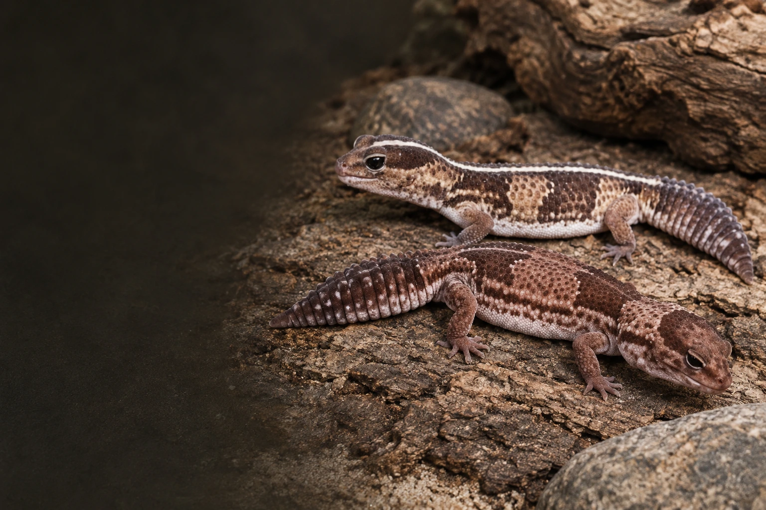 Dua African Fat-tailed Gecko berwarna cokelat dengan pola terang dan gelap di atas batu