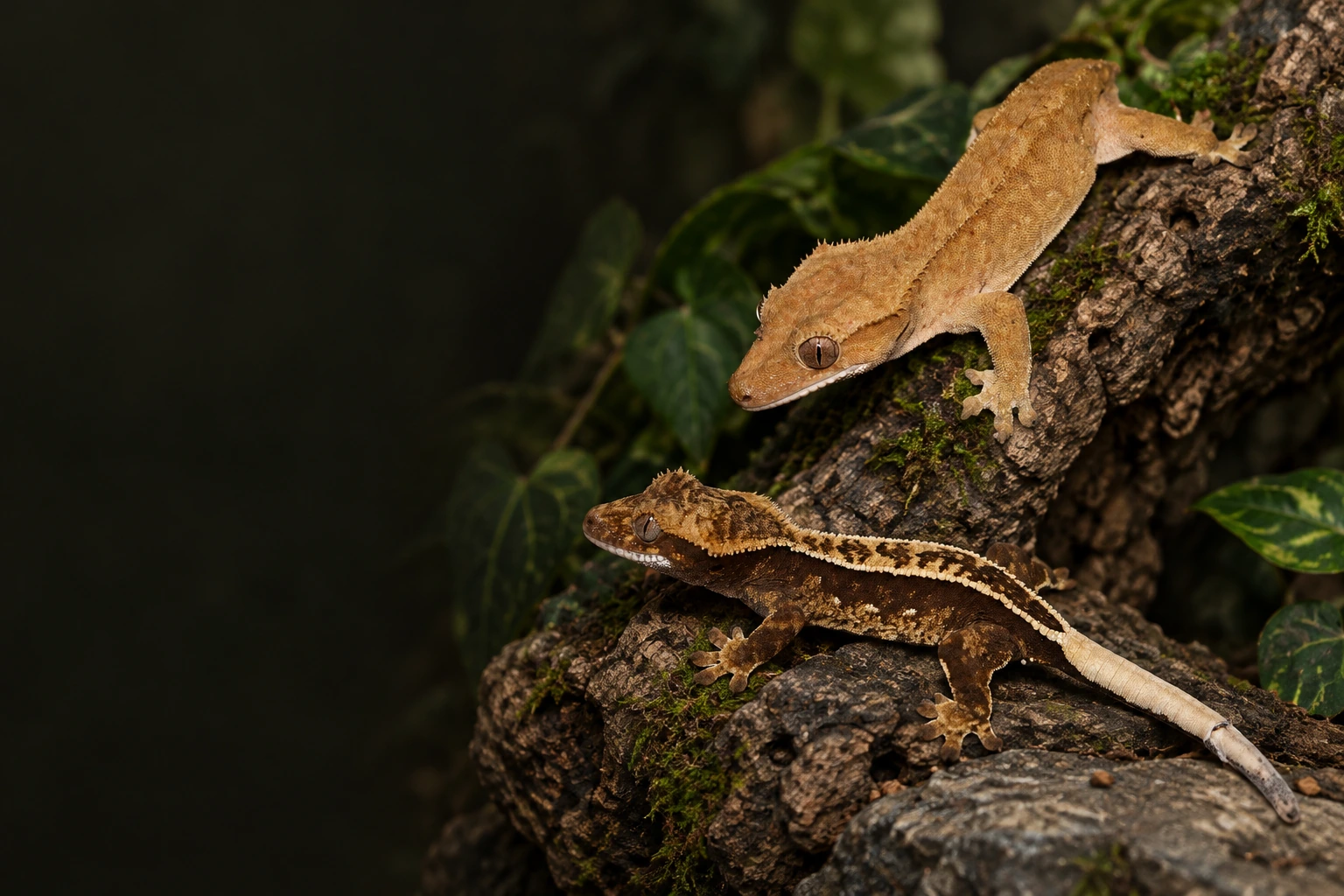 Dua Crested Gecko berwarna cokelat muda dan cokelat gelap di atas batang pohon